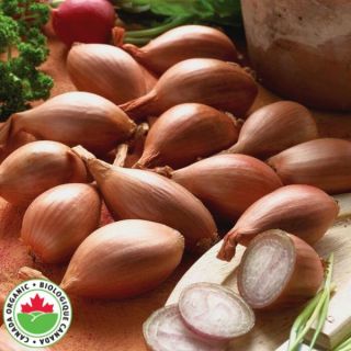 Conservor Organic Shallot Thumbnail